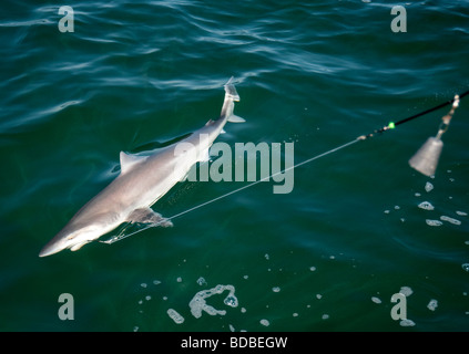 Tope angling da una barca da pesca. Foto Stock