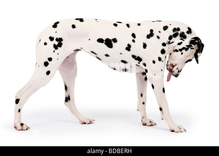 Cane dalmata con la lingua di fuori ritratto in studio con sfondo blu Foto  stock - Alamy