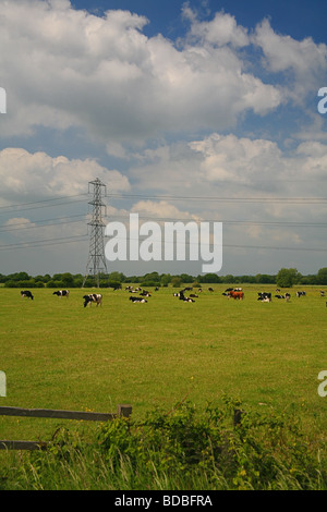 Una mandria di mucche frisone e un solitario Devon Red Bull in un campo del Somerset livelli vicino Westhay, Somerset, Inghilterra, Regno Unito Foto Stock