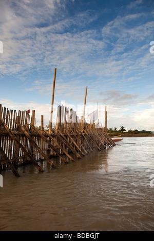 Indonesia Sulawesi Sengkang Danaue Tempe pesce di lago trappola costruita da bambù Foto Stock