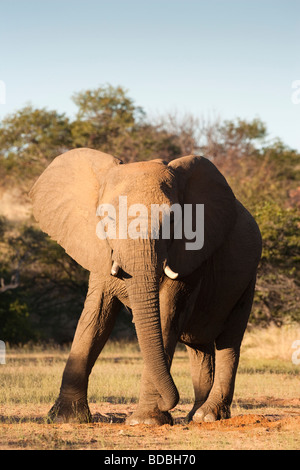 Desert elephant Loxodonta africana regione Kunene Namibia Foto Stock