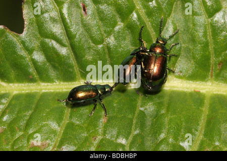 Vaso panciuto scarabeo smeraldo Gastrophysa viridula maschio Chrysomelidae tirando un altro off maschio a femmina UK Foto Stock