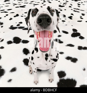 Dalmazia (Canis lupus f. familiaris), Dalmatiner seduto di fronte a sfondo con modelli Dalmatiner cercando silly Foto Stock