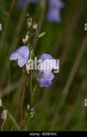 Harebell Campanula rotundifolia Campanulaceae Foto Stock