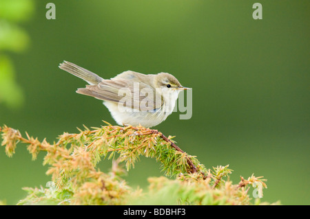 Willow trillo, Phylloscopus trochilus, maschio adulto arroccato su una boccola di ginepro (Juniperus communis). Foto Stock