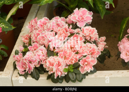 Rhododendron indicum, Azalea indica, Ericaceae Foto Stock