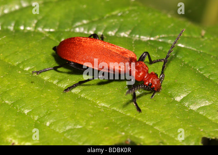 Testa rosso cardinale beetle Pyrochroa serraticornis Pyrochroidae alimentazione su afide melata su una foglia REGNO UNITO Foto Stock