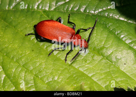 Testa rosso cardinale beetle Pyrochroa serraticornis Pyrochroidae alimentazione su afide melata su una foglia REGNO UNITO Foto Stock