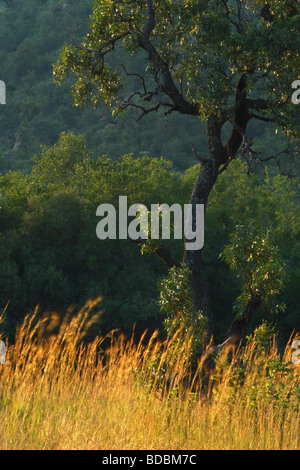 Il sole di setting evidenzia gli alberi ed erba nel Pilanesberg Game Reserve, Provincia di nord-ovest, Sud Africa Foto Stock