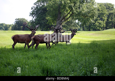 I giovani cervi, Wollaton Park, Nottingham REGNO UNITO Foto Stock