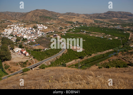 Campi di ulivi . Alora. Malaga. Costa del Sol. Andalusia. Spagna. Europa Foto Stock