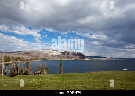 Bison bufalo pascolano lungo le rive del Lago Yellowstone nel Parco Nazionale di Yellowstone Wyoming USA Foto Stock