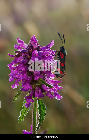 Betony - Stachys officinalis Labiateae e sei spot burnett falena Zygaena filipendulae Foto Stock