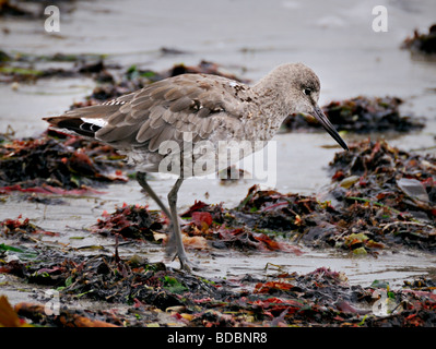 Un uccello di willet (Catoprophorus semipalmatus) visto qui in piedi sulla riva Foto Stock