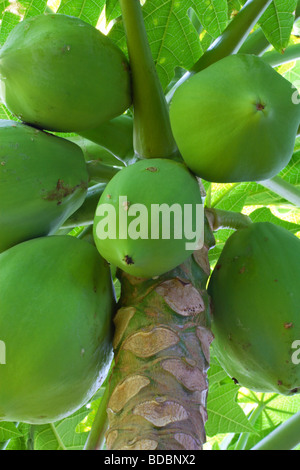 Un tropicale di papaia (Carica papaya) tree con verde pawpaws, Kwazulu Natal, Sud Africa Foto Stock