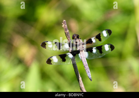 Dodici spotted Skimmer maschio a forma di libellula Foto Stock