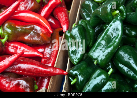 Splendidamente colorati di rosso caldo & peperoncini verdi visualizzati in vendita presso gli agricoltori green market Bellingham Washington Foto Stock