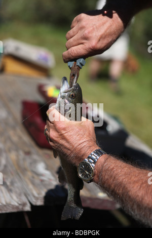 L'uomo la rimozione di un amo da pesca da una bocca di trota Foto Stock