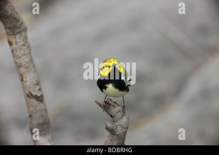 Nero verde throated Wabrler Dendroica Virens VIRENS maschio nel piumaggio di allevamento una molla migrante a New York s Central Park Foto Stock