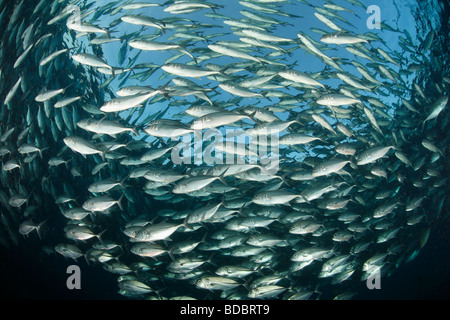 Black Jack Caranx lugubris grande scuola o esca palla sul relitto Liberty in Tulamben Bali Foto Stock