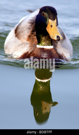 Ritratto di acqua e la riflessione di un maschio di Drake Mallard Duck Anas platyrhynchos Foto Stock