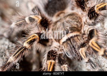 Un captive Pink Zebra Tarantula (Eupalastrus campestratus) proveniente da una collezione privata di Santa Barbara in California Foto Stock