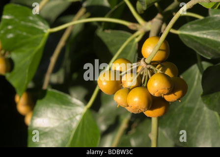 Frutti di Edera, Hedera helix, Araliaceae Foto Stock