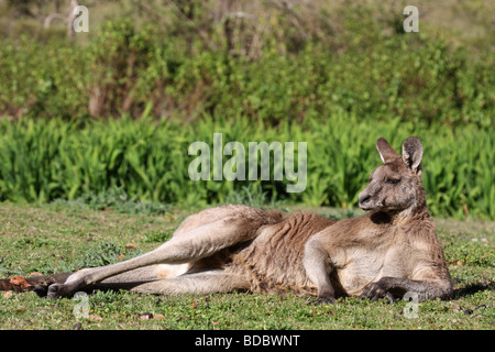 Grigio orientale maschio di canguro posa a terra Foto Stock