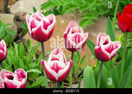 Tulpe tulip 66 Foto Stock