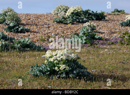 Cavolo riccio di mare (Crambe maritima) in fiore cresce su una spiaggia di ciottoli. Foto Stock