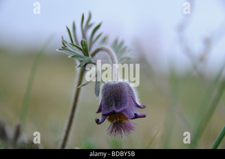 Piccola "Pasque Flower (Pulsatilla pratensis) Foto Stock