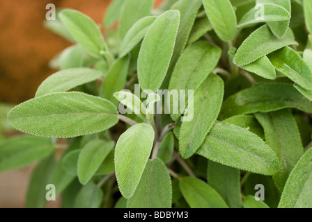 Salvia officinalis, Lippenblütler Foto Stock