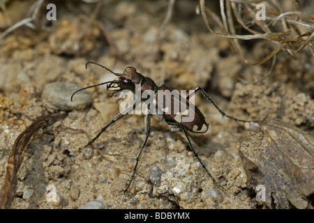 Bergsandlaufkäfer (Cicindela silvicola) tiger beetle Foto Stock