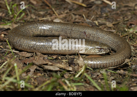 Blindschleiche blindworm (Anguis fragilis) Foto Stock