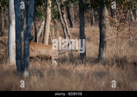 Un sambar passeggiate nella foresta di Pench Riserva della Tigre, Madhya Pradesh, India. ( Cervus unicolor ) Foto Stock