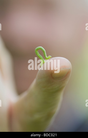 Biston Betularia. Giovani pepati moth caterpillar su un dito Foto Stock