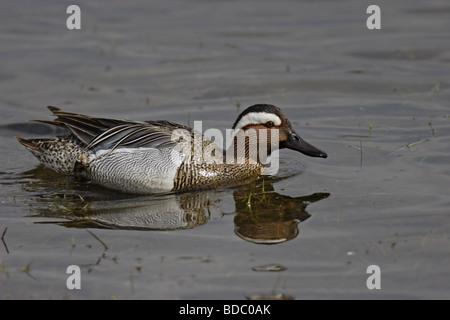 Knäkente (Anas querquedula) Marzaiola drake Foto Stock