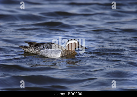 Knäkente (Anas querquedula) Marzaiola drake Foto Stock