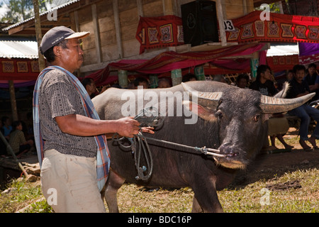 Indonesia Sulawesi Tana Toraja Bebo village Torajan funerale buffalo in attesa di macellazione rituale Foto Stock