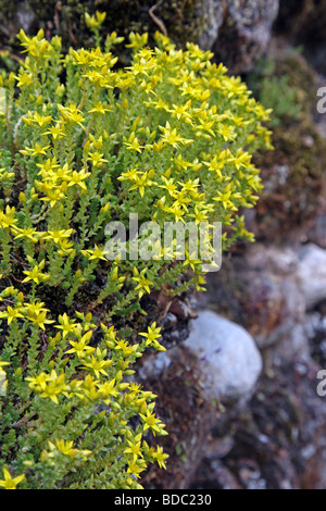 Mordere stonecrop Sedum acre Foto Stock