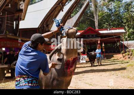 Indonesia Sulawesi Tana Toraja Bebo village Torajan funerale buffalo essendo ritualmente macellati Foto Stock