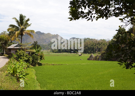 Indonesia Sulawesi Tana Toraja Suaya verdi risaie tra paesaggio roccioso Foto Stock