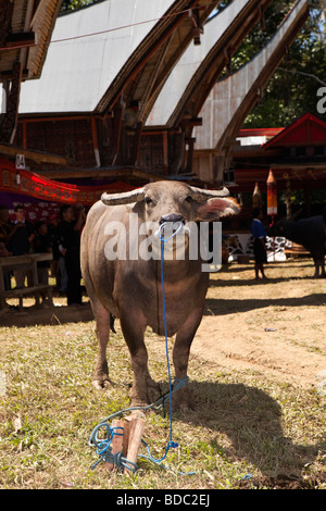 Indonesia Sulawesi Tana Toraja Bebo village Torajan funerale buffalo in attesa di macellazione rituale Foto Stock