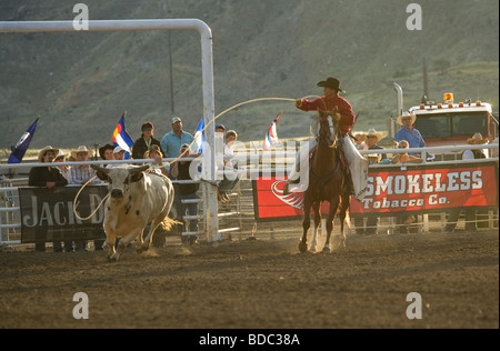 Cavallo rodeo cow-boy cowboy extreme bull Cody US Foto Stock