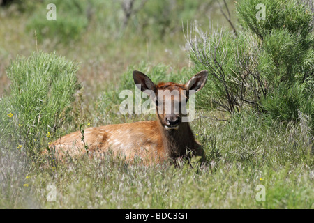 Elk Alces alces nuovo nato fawn giacente nella spazzola di salvia rendendo il contatto visivo a Yellowstone USA Foto Stock