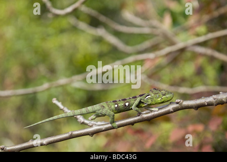 Chameleon sul ramo, Madagascar Foto Stock