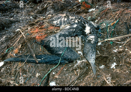 Bambino morto northern gannet Morus bassanus, invischiato in linea di pesca e net. Isola di Grassholm, Pembrokeshire, Galles. Foto Stock