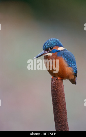 Comune di martin pescatore Alcedo atthis femmina adulta arroccato su reedmace Bedfordshire autunno Foto Stock