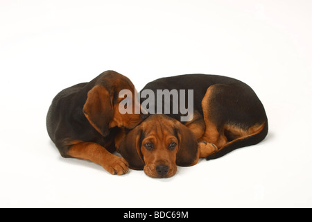 Ogar Polski cuccioli di 9 settimane il Segugio polacco Foto Stock