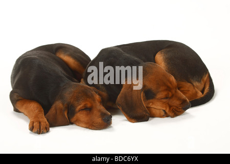 Ogar Polski cuccioli di 9 settimane il Segugio polacco Foto Stock